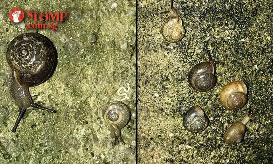 These snails reflect the multi-ethnic nature of Singapore, says Stomper