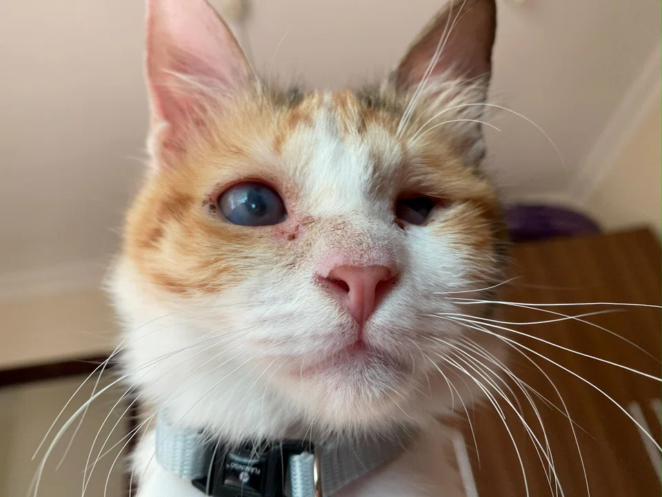 Monkey underwent an enucleation surgery - removal of the entire eye globe and surrounding tissues - when she was five months old. 