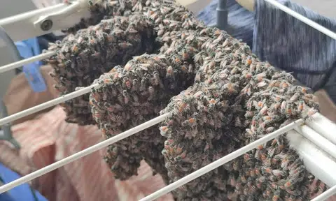 Woman finds 'thousands' of bees on laundry rack after returning home from weekend trip