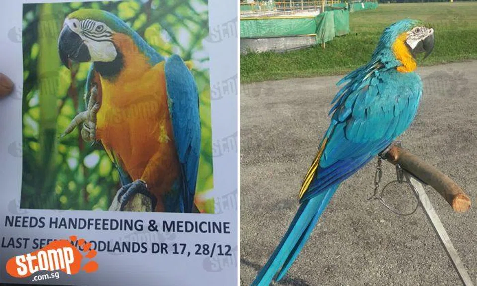 Help! Have you seen Stomper's beloved parrot that was lost at Woodlands Drive 17 open field? 