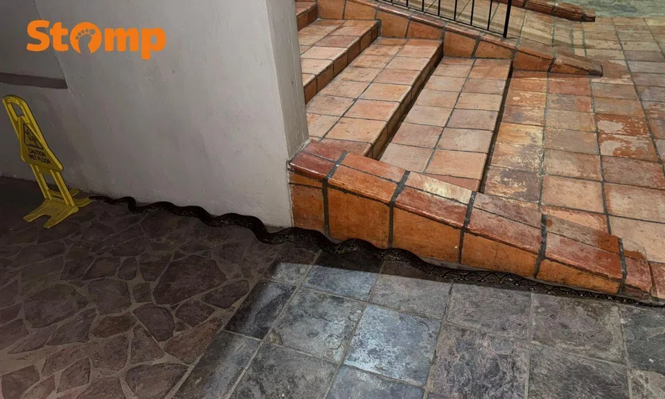 Stomper studying in UK ‘excited’ to see ‘massive python’ in Braddell while on holiday in S’pore