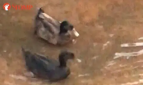 Pair of ducks have splashing good time at canal in Sembawang