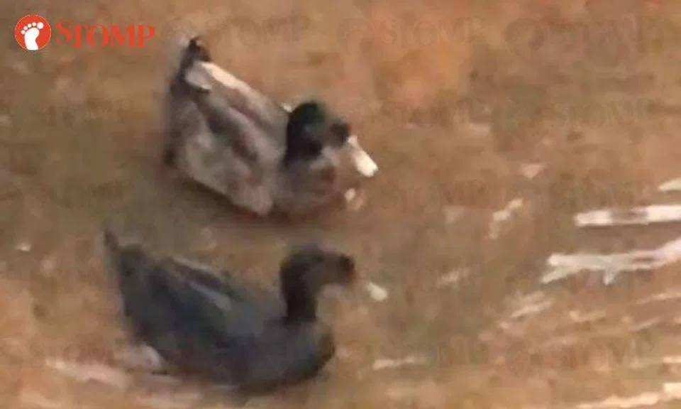 Pair of ducks have splashing good time at canal in Sembawang