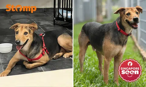 woman offers $1,000 for return of lost dog