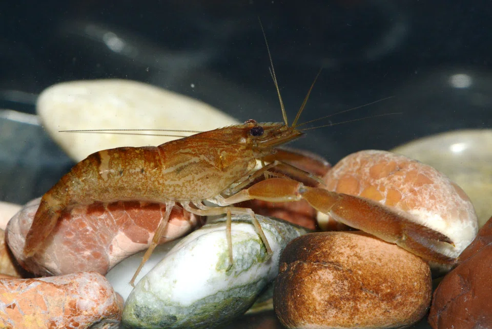 Other freshwater species NParks has successfully bred and released into the wild include the muff river prawn.