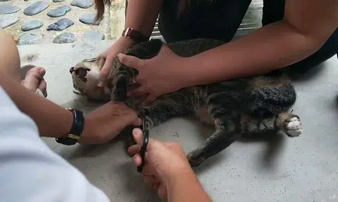 Cat with cable ties wrapped around legs found screaming in distress, rescued by passers-by