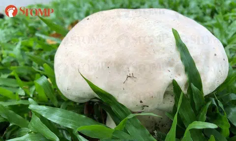 Lucky resident spots giant puffball mushroom in Hougang not once but twice