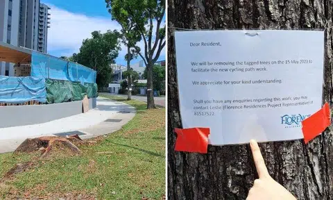 One of the trees had a sign pinned on it by the developers of Florence Residences, informing residents that the trees would be removed to make space for a cycling path.