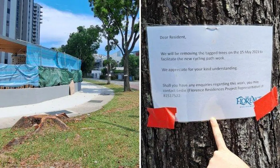 One of the trees had a sign pinned on it by the developers of Florence Residences, informing residents that the trees would be removed to make space for a cycling path.