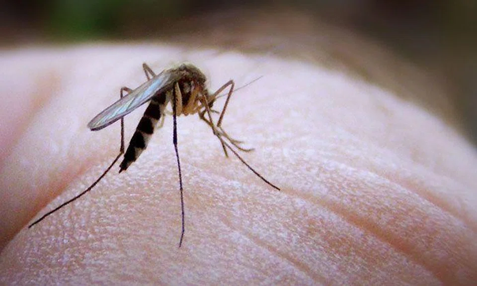 Why mosquitoes only bite some people but leave others alone