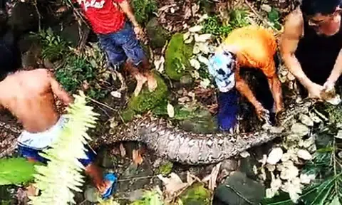 Massive 5-metre long python that apparently devoured pregnant goat found in Indonesia