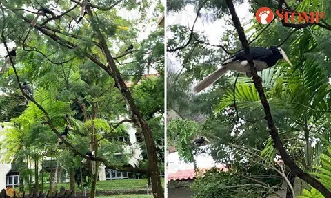 Can you count how many hornbills there are on this tree in Bukit Timah?