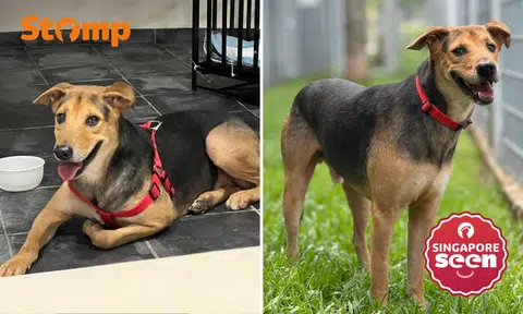 Fosterer offering $1,000 reward for return of 'son' who dashed out of car, was last seen on PIE