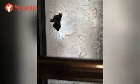 The Stomper shared a photo of what she said was human waste stuck on the outside of the frosted glass window pane.