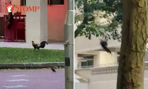 Stomper Cecil, who is a resident, shared videos of the chickens in the area, including of one in a tree.