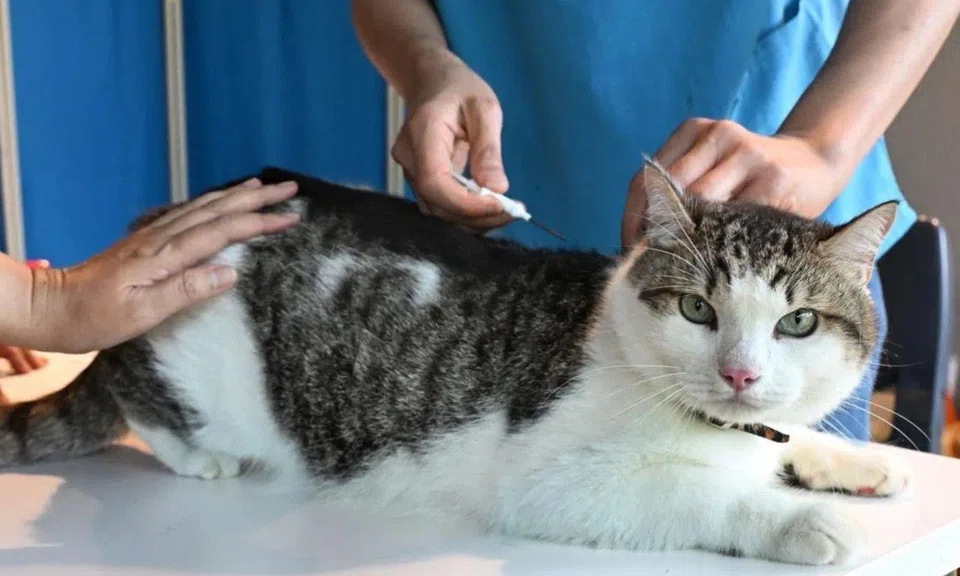 microchipping cats