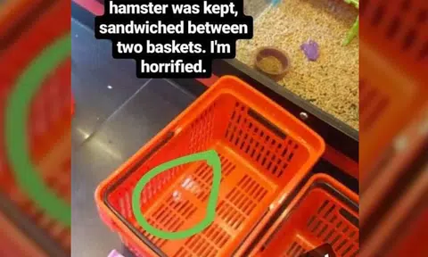 Pic of hamster 'sandwiched' between baskets 'fell short of reality of the situation': Pet Lovers Centre