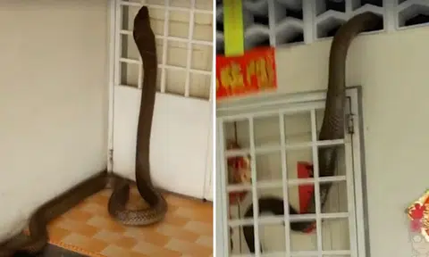 Resident freaks out after witnessing huge cobra invading home in Malaysia