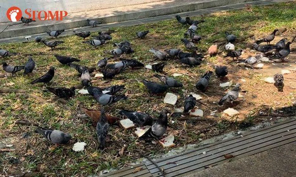 'Rampant' bird feeding in Yishun: Town council stepping up efforts to tackle issue