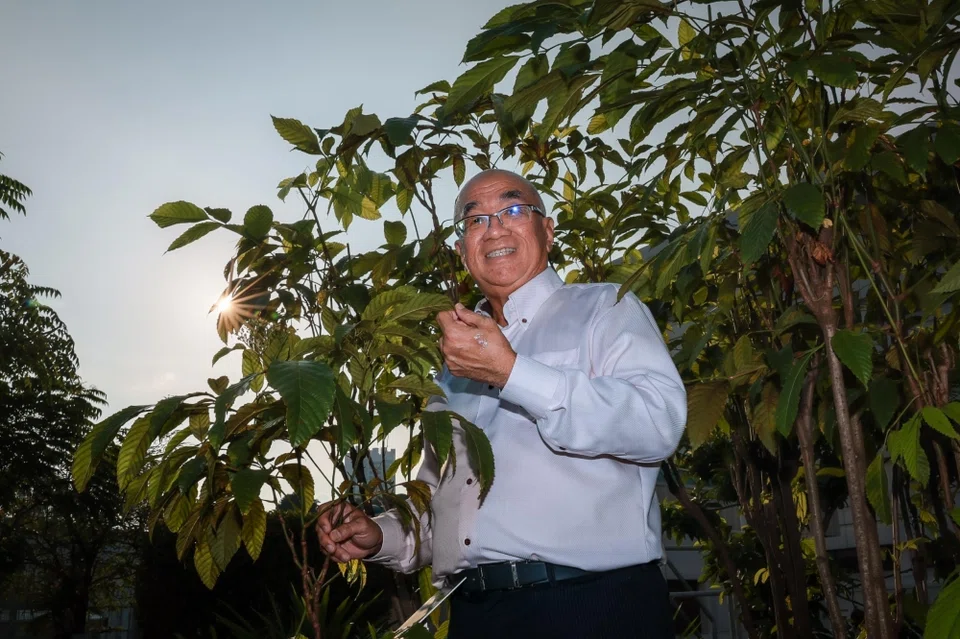 SingHealth Duke-NUS Institute of Biodiversity Medicine director Teh Bin Tean with his Leea indica plant, also known as bandicoot berry.