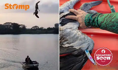 men rescue Asian Openbill caught in fishing line at Lower Seletar Reservoir