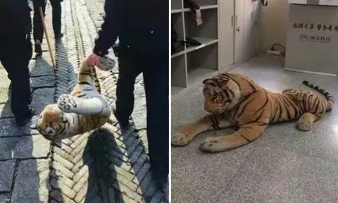 Police in China arm themselves with weapons to subdue 'ferocious tiger'