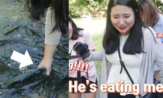 You might have heard of fish massage but would you let these huge fish ...