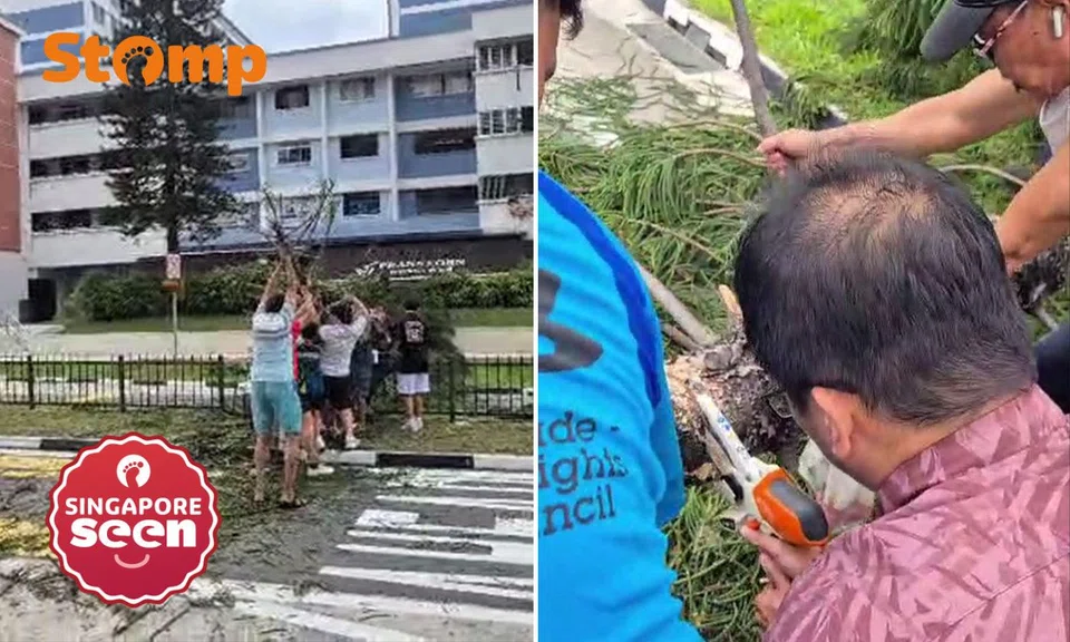 fallen tree in serangoon