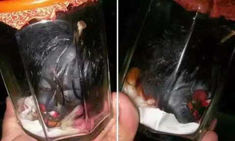 Is this for real? Photos circulating online show 'pontianak' head in jar