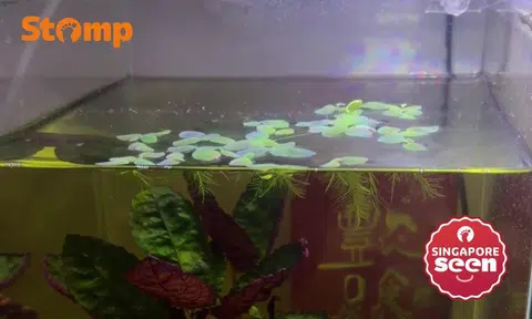 Singpore mum felt tremor during Sabah earthquake: 'Our fish tank was moving'