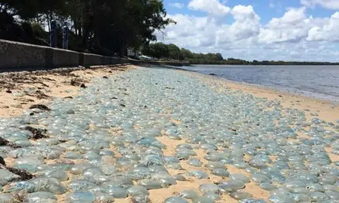 Don't be surprised when you come across these while walking on the beaches of Australia