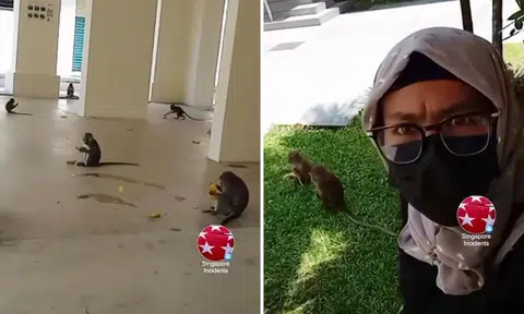 Monkeys have picnic at Woodlands void deck while food is thrown at them