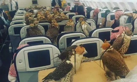 80 falcons get a personal seat on a plane -- and it is not the first time