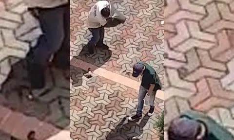 Nee Soon Town Council responds to Stomp about video of pigeons getting culled at Ang Mo Kio