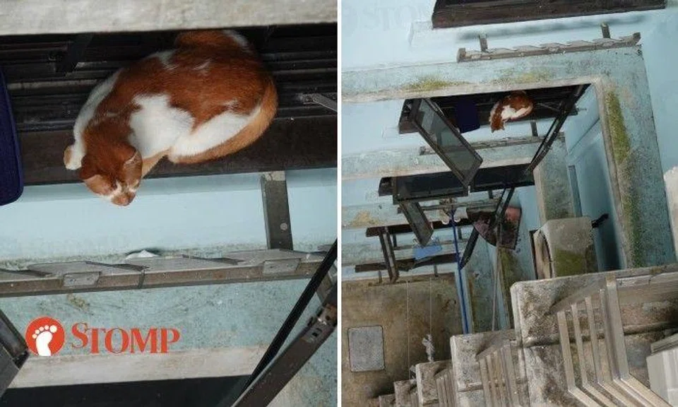 Stomper W shared a video of the animal sitting on the window sill looking down at the long drop.