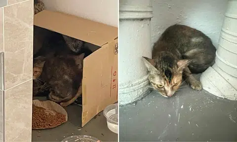 'Heinous act': Multiple cats abandoned at Woodlands estate, cat lover appeals for fosterers