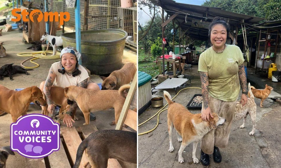 Ms Lim volunteers at the Companion Animal Rescue Effort Society in Johor Bahru, Malaysia (Cares JB) at least once a week.