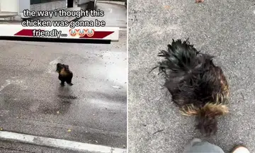 silkie chicken charges at passer-by, pecks at feet