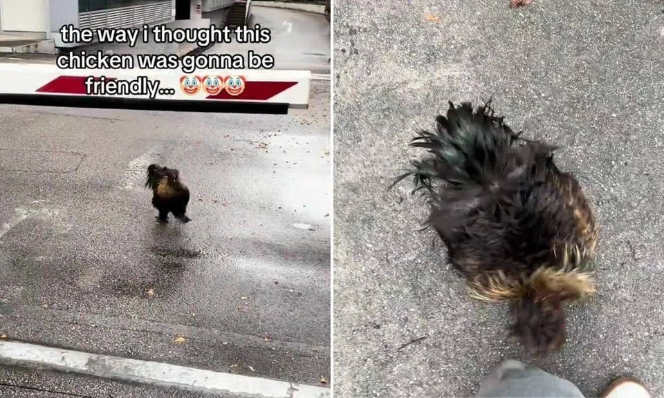 silkie chicken charges at passer-by, pecks at feet