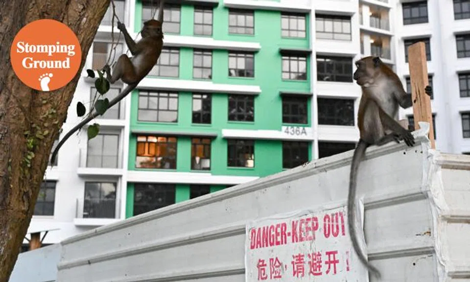 monkey attack