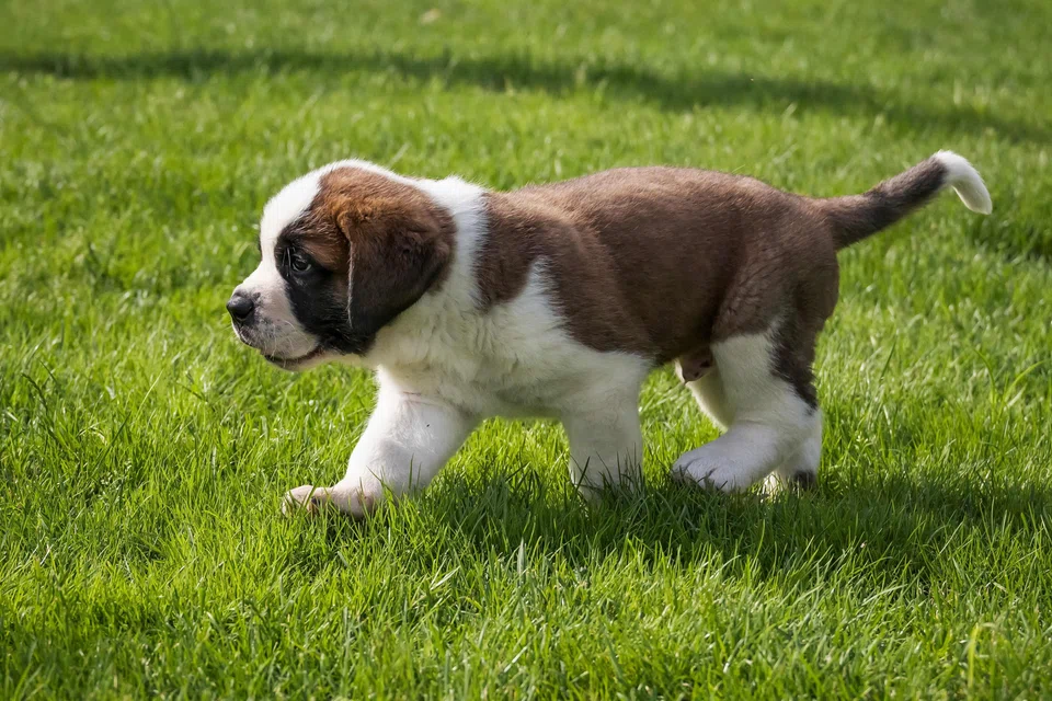 Ethical breeders prioritise animal welfare over profit. Transparent breeders also allow potential owners to visit the premises, meet the puppies and the parents.