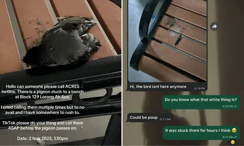 'Please!': TikToker appeals for help after mynah gets stuck on bench