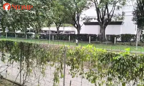 Stomper investigates 'horrifying and disturbing' screams near Upper Bukit Timah condo