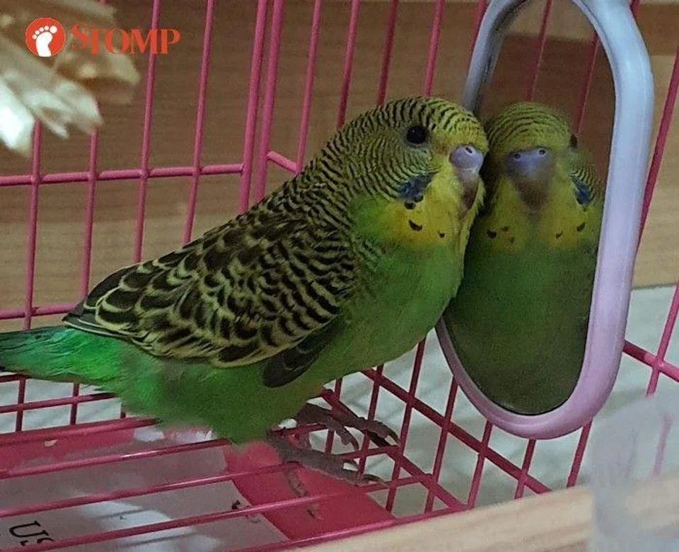 budgie singapore