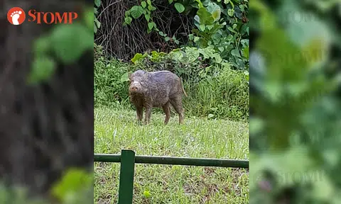 Motorist encounters 'friendly' wild boar at Sungei Kadut Drive