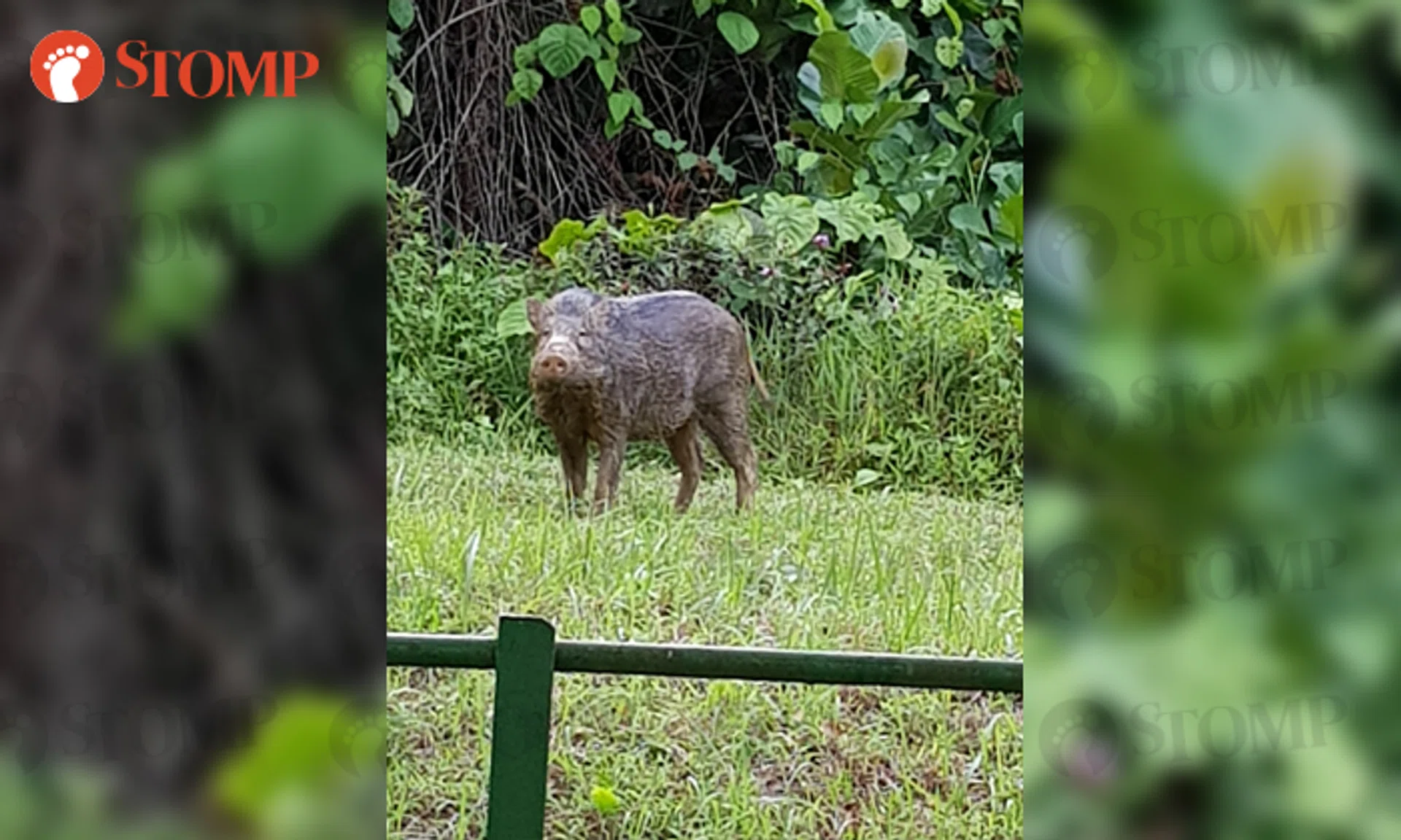 Motorist encounters 'friendly' wild boar at Sungei Kadut Drive | STOMP