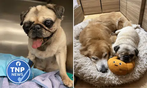 The owner questioned how the two dogs could remain so close despite the alleged incident, sharing photos of Rudy and Rado snuggled together.