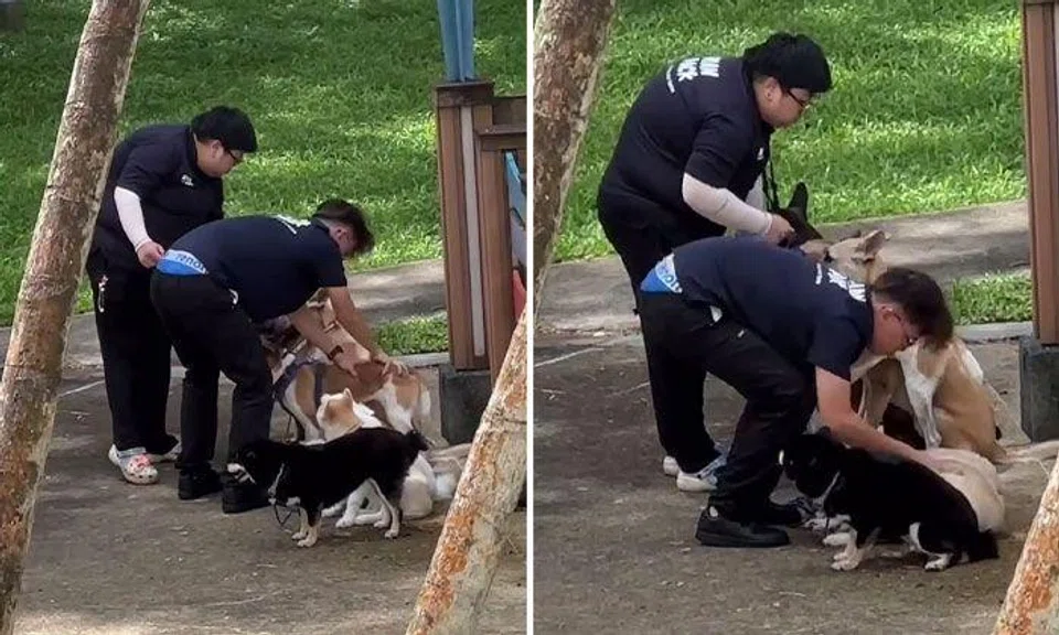 SPCA appealing for info after trainers caught mishandling dogs during photo-taking session