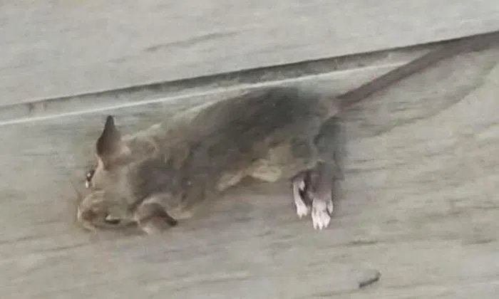 Rat falls out of patron's pants, but Serangoon coffee shop owner says ...