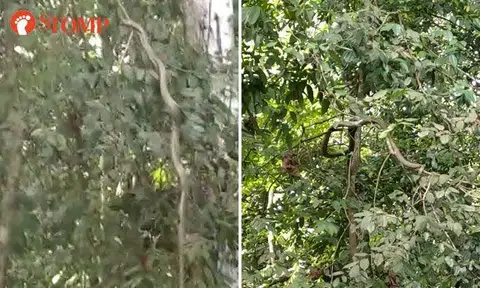 King cobra swinging from branch at MacRitchie Nature Trail wows visitors